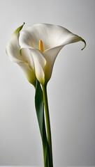 Image of a Calla Lilly In Studio