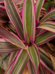 Colorful indoor plants growing in pot, gardening background 