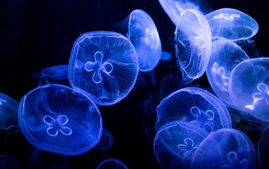 Blue jellyfish swim in the sea on a black background