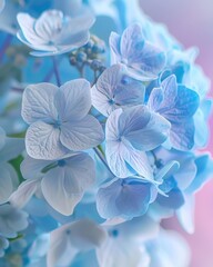 Delicate blue hydrangea flowers in soft focus