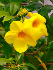 Beautiful yellow flower in a tropical garden