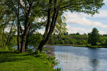 Green juicy lush grass and trees on calm river bank. Sunny day, deep shadows, white clouds