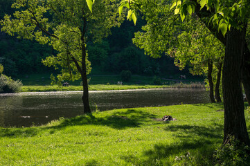 Green juicy lush grass and trees on calm river bank. Sunny day, deep shadows, county