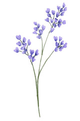 Fototapeta premium blue flower isolated on white background