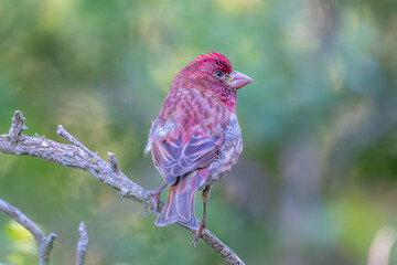 Purple Finch on branch