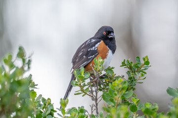 Spotted Towhee perched on branch