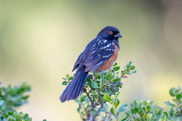 Spotted Towhee perched on branch