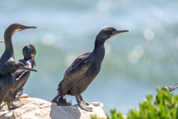 Brandt's Cormorants