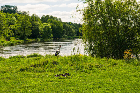 Stork in green field on river bank. Background forest. Spring landscape