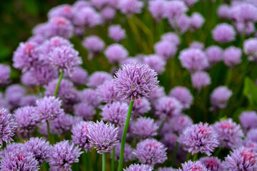 Blossoming onion (Allium schoenoprasum)