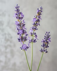 Vibrant purple lavender flowers in bloom