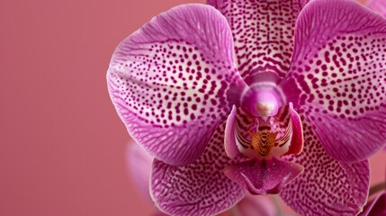 Close-up of a vibrant purple orchid flower