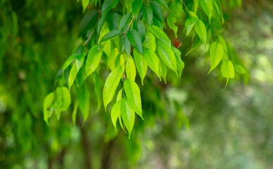 Obraz premium Green leaves on a tree branch in the park