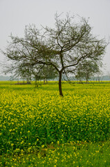 The colorful winter landscape of Bengal, India in afternoon. 