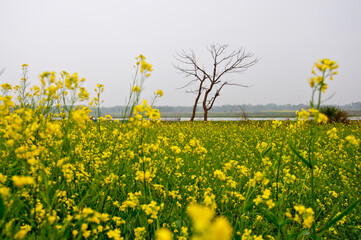 The colorful winter landscape of West Bengal, India in an afternoon. 