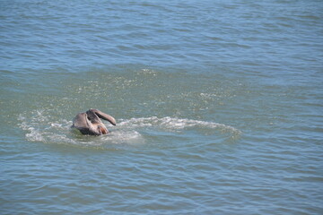 Fototapeta premium A pelican diving in the ocean, its wings slightly raised, the water swirling around it at Ponce Inlet, Beach, Florida
