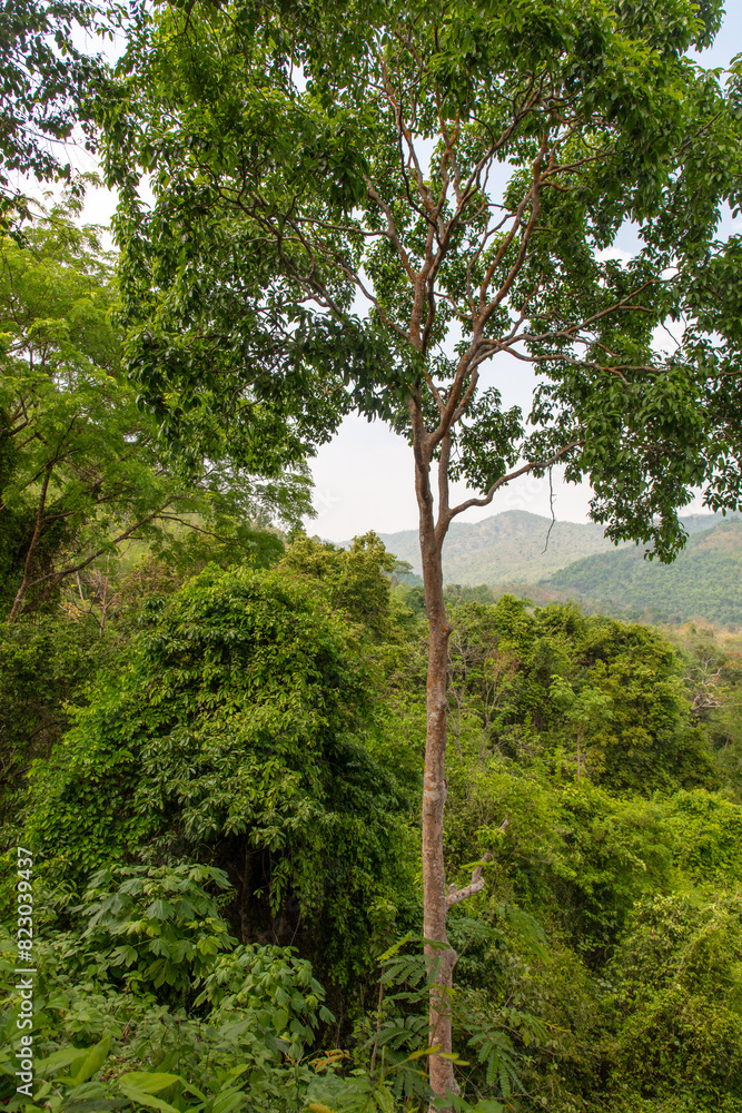 Sticker green trees in a tropical park as a background