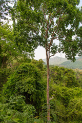Fototapeta premium Green trees in a tropical park as a background