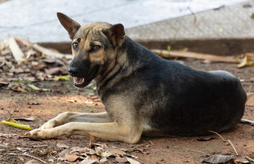 Portrait of a mongrel dog in nature