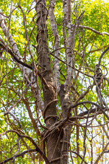 Lianas on tree branches in a tropical park