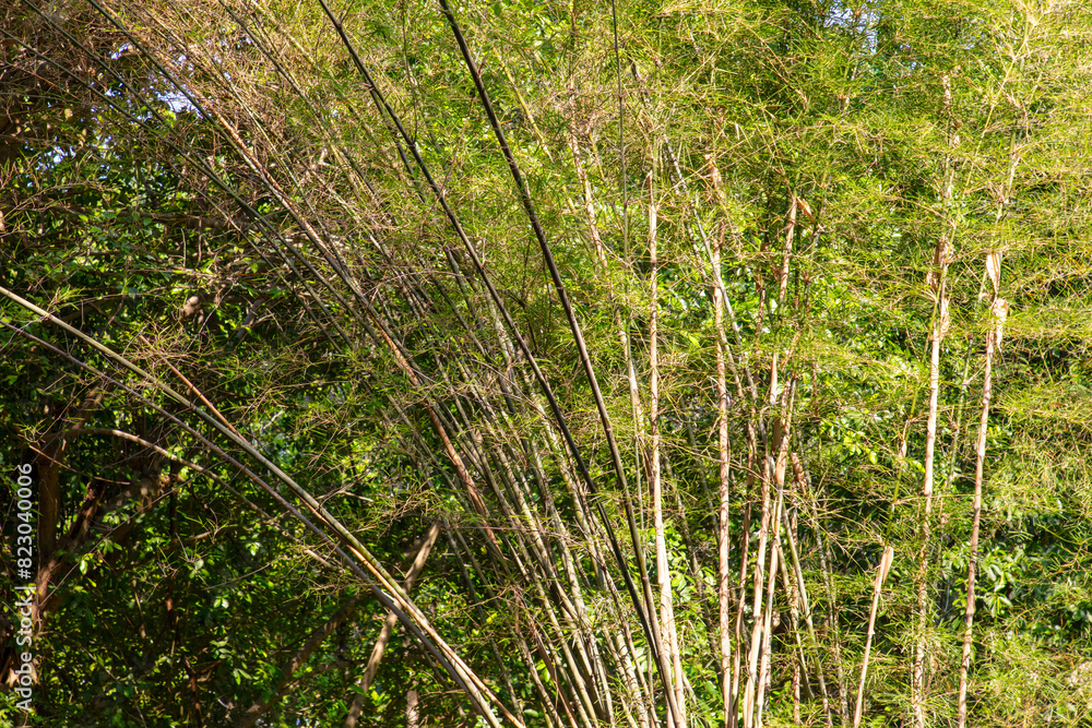 Sticker Bamboo grows in the tropics. Nature