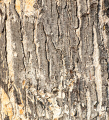 Bark on a tree as an abstract background. Texture