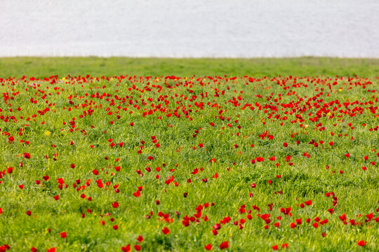 Field with red tulips in the steppe near the lake in spring