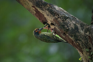 coppersmith barbet