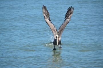 A pelican taking flight from the surface of the ocean, its wings fully extended in a v shape, splashing along the turquoise waters at Ponce Inlet, Beach, Florida. 