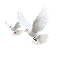   A group of white pigeons  flying isolated on transparent background.