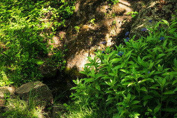 Water in stones and blue flowers. Green grass, grey rocks