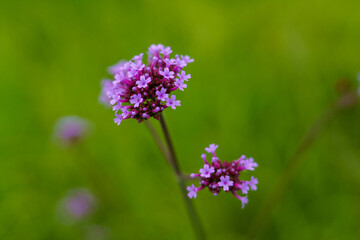 初夏の草原に咲くヤナギハナカサ