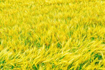 黄金色に輝く麦の穂