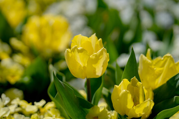 Bunch of yellow tulips. Close up spring flowers. Amazing red pink tulips blooming in garden. Tulip flower plants landscape. Spring blossom yellow flowers background.