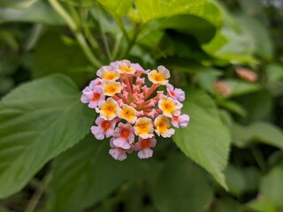 lantana camara flower in tropical nature borneo