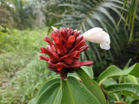 Costus barbatus flower in tropical nature borneo