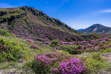熊本県阿蘇山 ミヤマキリシマの群生地 砂千里から皿山までの登山道