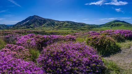 Fototapeta premium 熊本県阿蘇山 ミヤマキリシマの群生地 砂千里から皿山までの登山道
