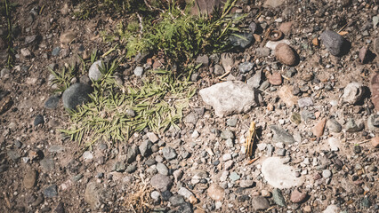 Huge insect in a hot climate among stones