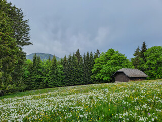 Landscape of Les Pleiades with blooming wild flowers, mountain above Lake Geneva in Vaud Canton,...