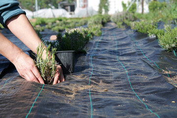 Planting lavender in the fild by woman's hands. Lavender seedling in a pot from a plant nursery.