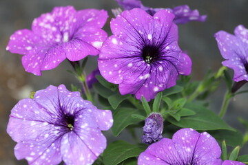 Night sky petunia multi flower. Vibrant purple white and pink surfinia flowers or petunia.
