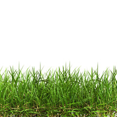 Fototapeta premium 3D-rendered green grass on a transparent background.