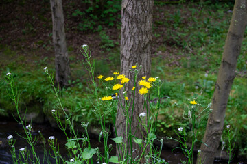 yellow flowers of Crepis biennis wild plant on meadow in summer