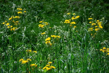 yellow flowers of Crepis biennis wild plant on meadow in summer