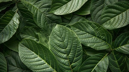 Fototapeta premium close-up view of vibrant green guava leaves with detailed textures and patterns, filling the entire frame