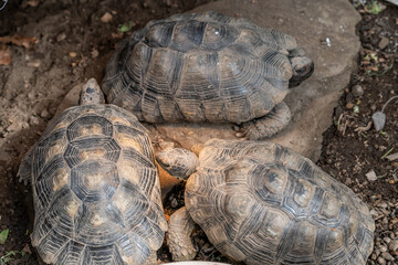 Turtle Testudo Marginata european landturtle family three turtles different size baby parents lined up closeup wildlife