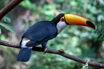 A beautifully coloured toco toucan (Ramphastos toco) at a bird rescue sanctuary near Iguazu Falls in Brazil. Due to habitat destruction toucans are now considered an endangered species..