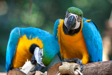 Blue-and-yellow macaws (Ara ararauna) sitting on a tree branch as they chew on blocks of wood at a bird rescue sanctuary near Iguazu Falls in Brazil.