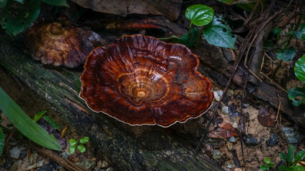 Vibrant big wild mushroom in Malaysia
surrounded by rocks and leaves in a lush bush